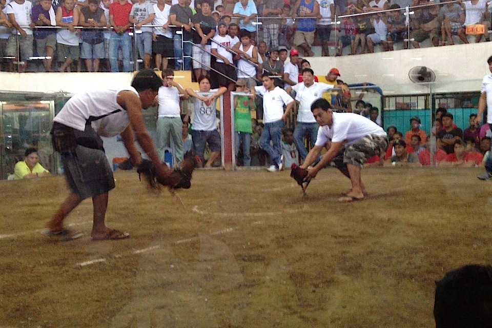 Sabong bilang Ikon ng Kultura